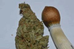 Skunk1 et Equatorian