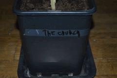 The Church Flo+49