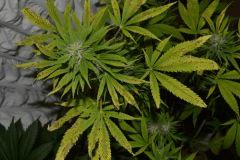 Skunk1 (n°2) F+45