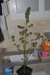 DSC 0030