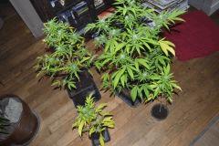 boutures de Skunk