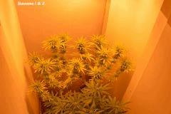 Skunk1 3buisons 2 a Flo+40