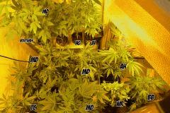 FLORAISON. :p