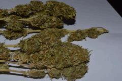 Skunk1