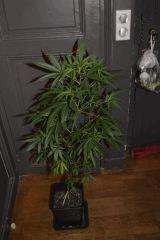 BleueCheese (Barney's)