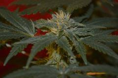 White Rhino
