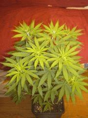 Buisson2 Skunk#1