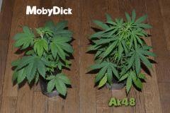 MobyDick & AK 48