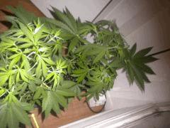 La verdure