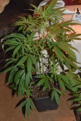 Bouture de Skunk1