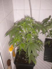 Skunk #1 - 02