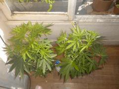 2 - Skunk#1