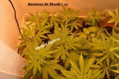 Boutures !! :)