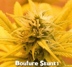 Bouture Skunk1