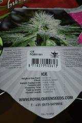 Ice RQ