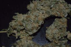 WhiteRhino. (Buisson Boule)