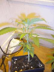 Mini Skunk#1 (non déclaré)