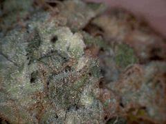1 JackHerer Bien Seche