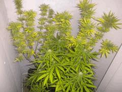 Buissons 1&2 Flo+50 + Buissons 3 Flo+30..