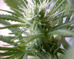 macro Skunk4 Flo+20