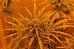 Skunk1