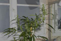 AK-48