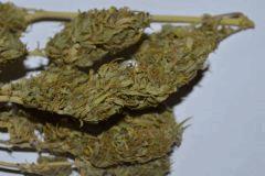 SKUNK1