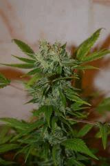 JACK HERRER (GHS) F+40~