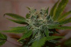 JACK HERRER (GHS) F+40~