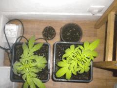 Les 2 petites Skunk#1