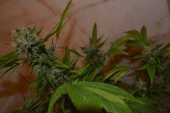 JACK HERRER (GHS) F+40~
