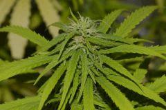 Skunk#1 Flo+35~ Buisson4