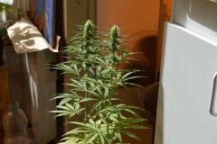 Sativa Unknows mais Tellement belle (2) !!!
