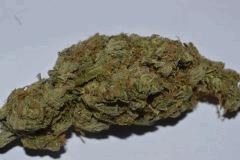 Skunk1