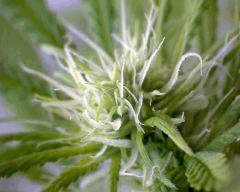 macro Skunk5 Flo+20