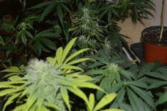 Bud'z