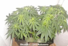 Les 2 buissons en Flo+2