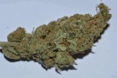 SKUNK1