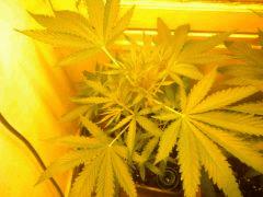 Cut Buissons Skunk