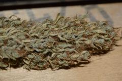 Sativa,
