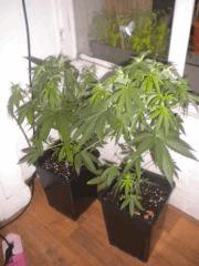 2 - Skunk#1