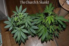 The Church & Bouture de Skunk1