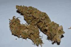 SKUNK1 (Boutures)