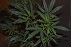 BleueCheese (Barney's)