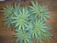 Buisson Skunk#1
