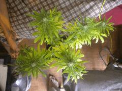 Buisson 4