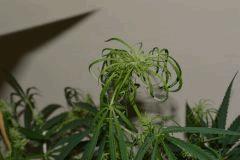 AK48.....