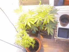 Carré 1 // 2 skunk+CaliOrange en mauvaise eta