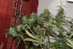 AK 48 pheno "POMPON"