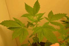 Mini JackHerrer ! :)